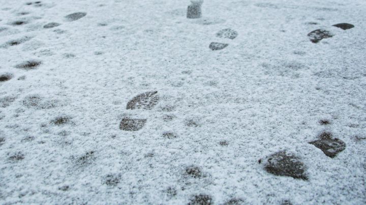 Синоптики прогнозируют в ЛНР слабый снег