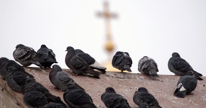 Голубиный помёт разрушил крышу торгового центра в Финляндии