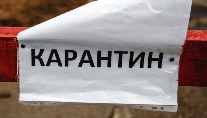 В ДНР некоторые аграрные предприятия закрыли на карантин из-за вспышки африканской чумы – Пушилин