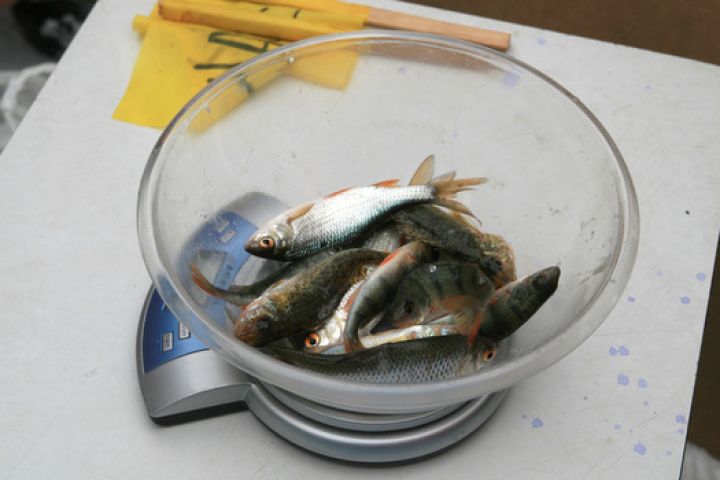 Как избежать заражения опасными для здоровья человека паразитами, покупая рыбу