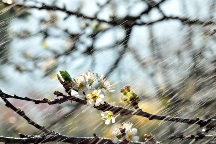 Похолодание и дожди ожидаются в выходные в ЛНР
