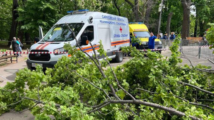 В Саратовском парке дерево упало на людей: погибли женщина и ребёнок